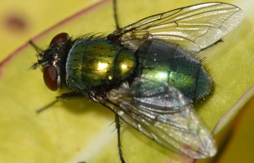Réf. 264 400 : Lucilia sericata